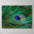 Search for indian peacock posters Feather