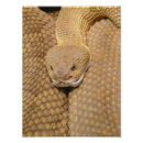Search for rattlesnake Snake skin