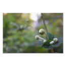Search for budding photography Flower
