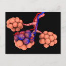 Search for circulatory system postcards Vein