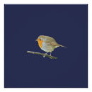Search for robins posters Redbreast