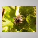 Search for jumping spider posters Nature