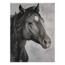Search for black stallion Farm animal