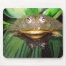 Search for burrowing mousepads Amphibian