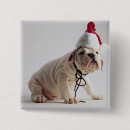 Search for dog wearing badges Cute