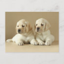 Search for golden retriever puppies postcards Babies