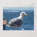 Search for gull wing postcards Glaucous winged gull