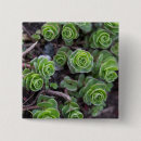 Search for succulent photography Garden