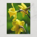 Search for yellow daffodil postcards Daffodils