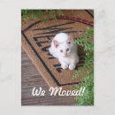 Search for new kitten invitations Pet