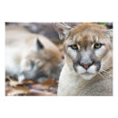 Search for puma mountain cat posters Predator