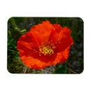 Search for red poppies magnets Photography