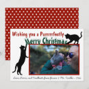 Search for funny kitty image cards For pets
