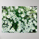 Search for grass flower posters Background