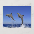Search for delfin postcards Illustration