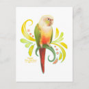 Search for conurs postcards Conure
