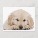 Search for golden retriever puppies postcards Nature