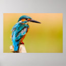 Search for kingfisher posters Nature