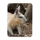 Search for wallaby magnets Mammal