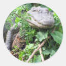 Search for gators stickers Animal