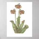 Search for carnivorous posters Sarracenia
