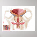 Search for gland posters Digitally generated image