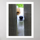 Search for nosy posters Pet