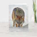 Search for wolves photo cards Photography