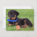 Search for pups invitations Dogs