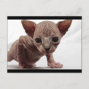 Search for cat breeds postcards Cute