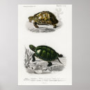 Search for tortoises art Water