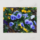 Search for pansy flower postcards Blue