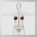 Search for organ system posters Three dimensional