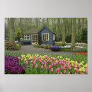 Search for keukenhof holland posters Flower
