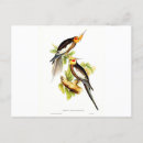 Search for parakeets postcards Animals