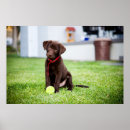 Search for play ball posters Fetch