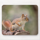 Search for red squirrel mousepads Wildlife