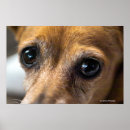 Search for sad eye Dog