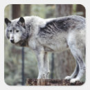 Search for wolf image stickers Photography