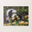 Search for collie puzzles Pet