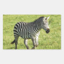 Search for zebra photo stickers Stripes