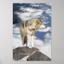 Search for grey wolf Carnivore