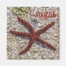 Search for starfish magnets Vacation
