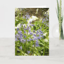 Search for bluebell cards Photography