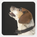 Search for dog collar stickers Dogs