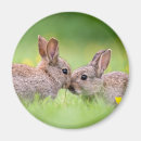Search for cottontail magnets Hare