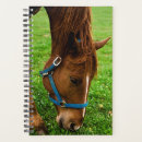Search for horse office supplies Photography