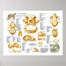 Search for cat skull bones posters Anatomy