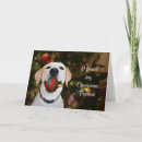 Search for yellow lab christmas cards Xmas