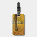 Search for linden tree Autumn